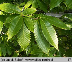 Castanea dentata