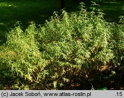 Euonymus nanus (trzmielina niska)