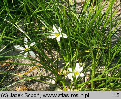 Zephyranthes candida (zefirant biały)