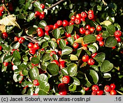 Cotoneaster hjelmqvistii (irga miseczkowata)