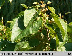 Paulownia tomentosa (paulownia cesarska)