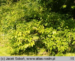 Cephalanthus occidentalis (guzikowiec zachodni)