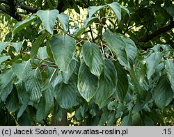 Cornus controversa (dereń pagodowy)