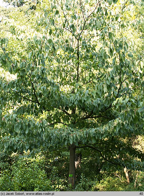 Cornus controversa (dereń pagodowy)