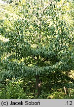 Cornus controversa (dereń pagodowy)