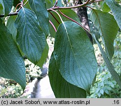 Cornus controversa (dereń pagodowy)