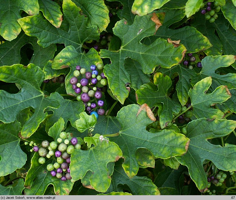 Ampelopsis glandulosa (winnik zmienny)