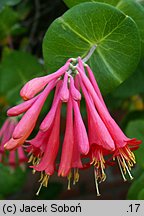 Lonicera ×brownii (wiciokrzew Browna)