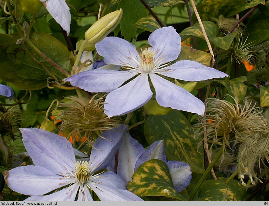 Clematis Mrs. Cholomondeley