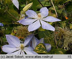 Clematis Mrs. Cholomondeley