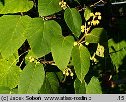 Paulownia fortunei (paulownia Fortune'a)