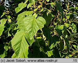 Paulownia fortunei (paulownia Fortune'a)