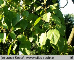 Paulownia fortunei (paulownia Fortune'a)