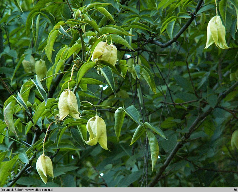 Staphylea colchica (kłokoczka kaukaska)