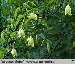 Staphylea colchica (kłokoczka kaukaska)