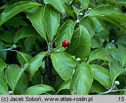 Cornus florida (dereń kwiecisty)