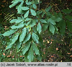 Fraxinus chinensis ssp. rhynchophylla (jesion koreański)