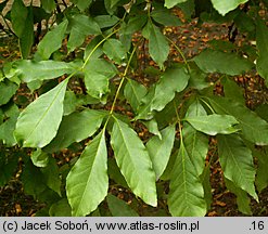 Fraxinus chinensis ssp. rhynchophylla (jesion koreański)