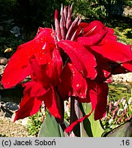 Canna indica hort. (paciorecznik ogrodowy)