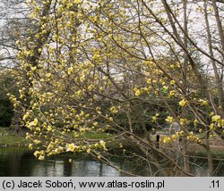 Parrotiopsis jacquemontiana (parrocjowiec Jacquemonta)