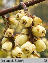 Stachyurus praecox (stachiurek wczesny)