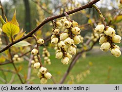 Stachyurus praecox (stachiurek wczesny)