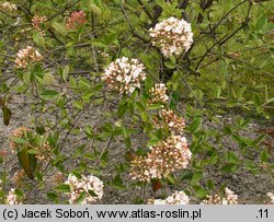 Viburnum ×burkwoodii (kalina Burkwooda)