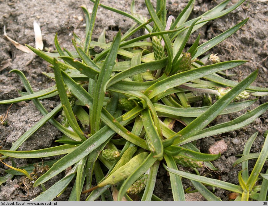 Plantago alpina