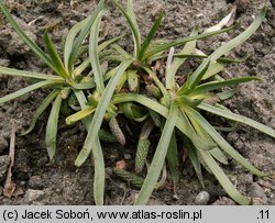 Plantago alpina