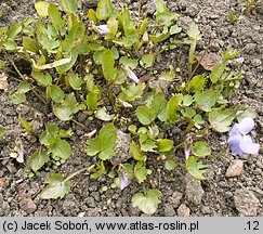 Viola palmata (fiołek dłoniasty)