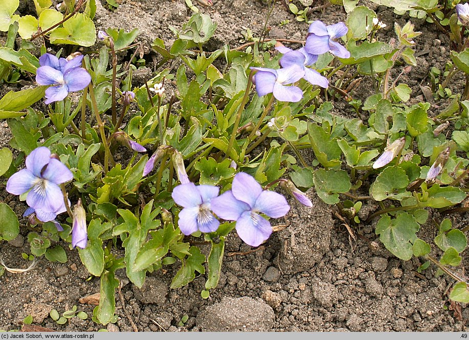 Viola palmata (fiołek dłoniasty)