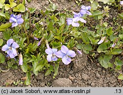 Viola palmata (fiołek dłoniasty)