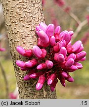 Cercis canadensis (judaszowiec amerykański)