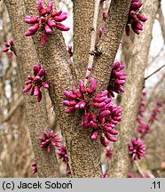 Cercis canadensis (judaszowiec amerykański)