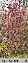 Cercis canadensis (judaszowiec amerykański)