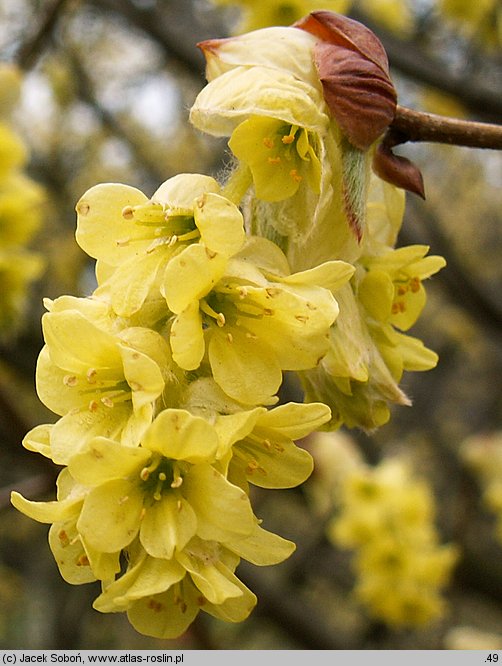 Corylopsis sinensis