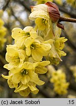 Corylopsis sinensis