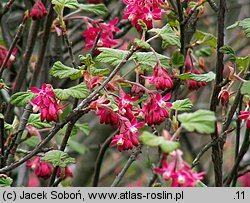 Ribes sanguineum (porzeczka krwista)