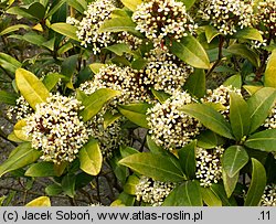 Skimmia japonica (skimmia japońska)