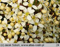 Skimmia japonica (skimmia japońska)