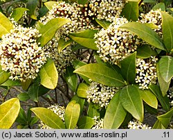 Skimmia japonica (skimmia japońska)