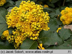 Mahonia ×wagneri