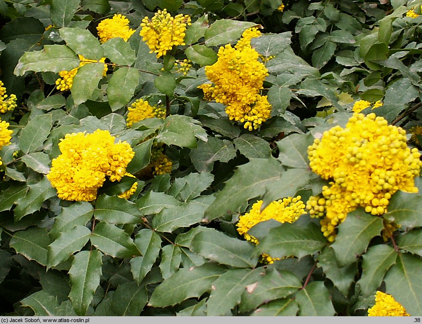 Mahonia ×wagneri