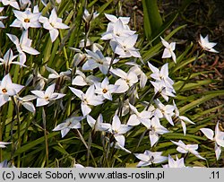 Ipheion uniflorum (ifejon jednokwiatowy)