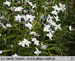 Ipheion uniflorum (ifejon jednokwiatowy)