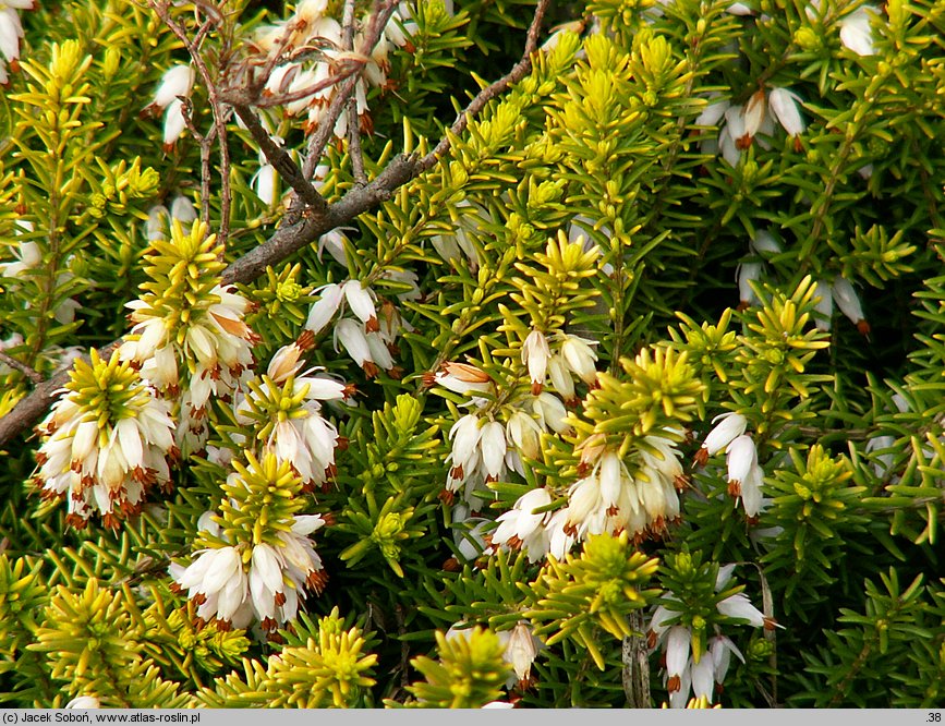 Erica carnea Golden Starlet