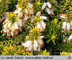 Erica carnea Golden Starlet