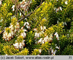 Erica carnea Golden Starlet