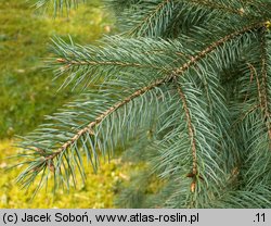 Picea engelmannii (świerk Engelmanna)