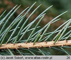 Picea engelmannii (świerk Engelmanna)